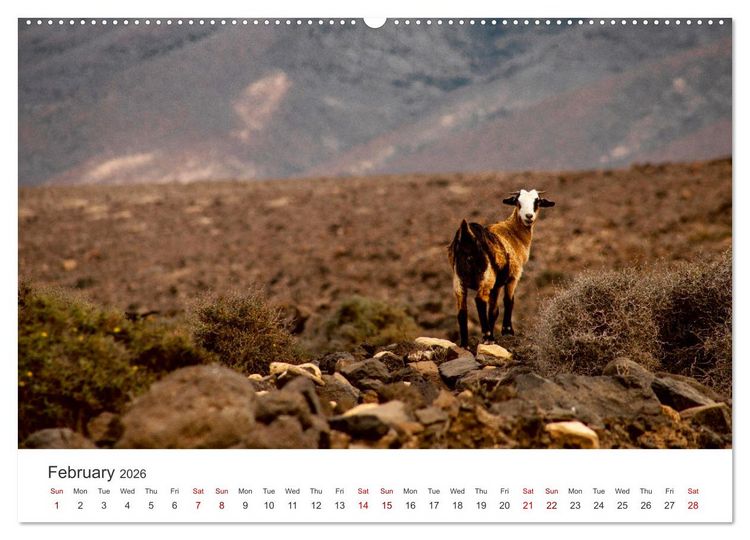 Produktbild: Fuerteventrua The volcanic island (High Quality Premium Wall Calendar 2026 DIN A2 landscape),CALVENDO 12 Month Wall Calendar