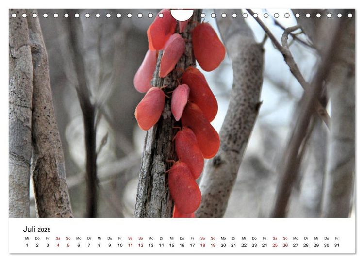 Produktbild: Tiere Madagaskars (Wandkalender 2026 DIN A4 quer), CALVENDO Monatskalender