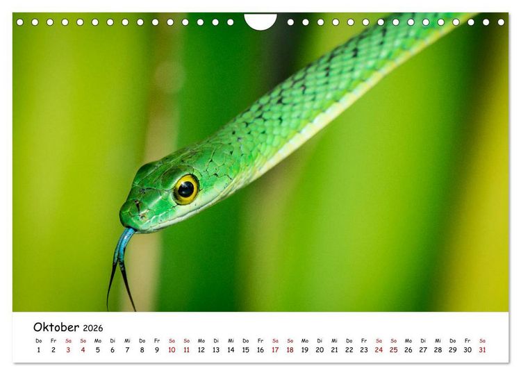 Produktbild: Mythos Schlangen (Wandkalender 2026 DIN A4 quer), CALVENDO Monatskalender