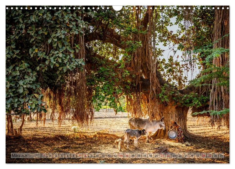 Produktbild: Indien Rajasthan: Unterwegs im Land der K&ouml;nige (Wandkalender 2026 DIN A3 quer), CALVENDO Monatskalender