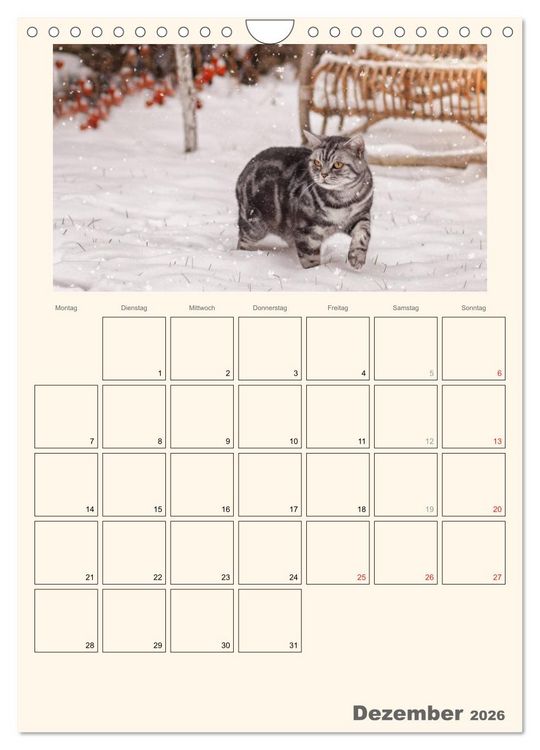 Produktbild: Schmusige Britisch Kurzhaar (Wandkalender 2026 DIN A4 hoch), CALVENDO Monatskalender