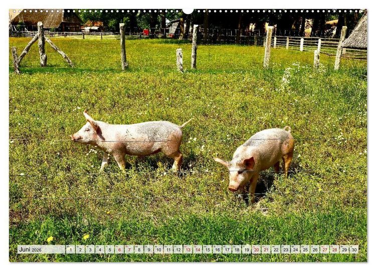 Produktbild: Fischland: zwischen Ostsee und Bodden (Wandkalender 2026 DIN A2 quer), CALVENDO Monatskalender