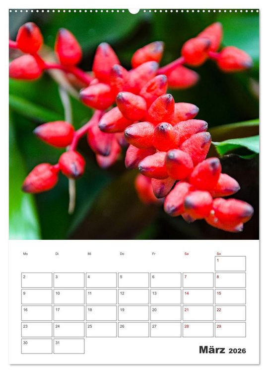 Produktbild: Dornige Sch&ouml;nheiten - Kakteen und Sukkulenten (Wandkalender 2026 DIN A2 hoch), CALVENDO Monatskalender
