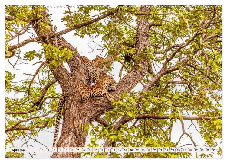 Produktbild: Afrikas wilde Katzen (hochwertiger Premium Wandkalender 2026 DIN A2 quer), Kunstdruck in Hochglanz