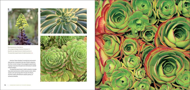 Produktbild: The Bold Dry Garden