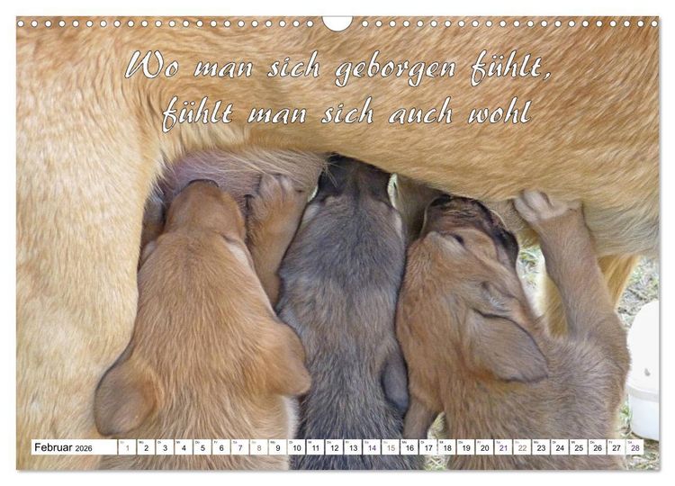 Produktbild: Tierbabies - Spruchkalender (Wandkalender 2026 DIN A3 quer), CALVENDO Monatskalender