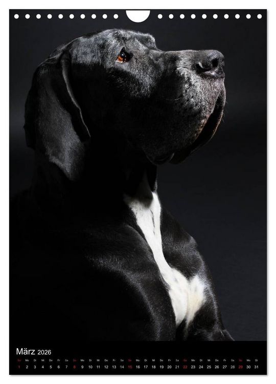 Produktbild: Faszination Deutsche Dogge (Wandkalender 2026 DIN A4 hoch), CALVENDO Monatskalender