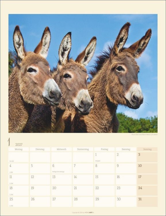 Produktbild: Esel Kalender 2027