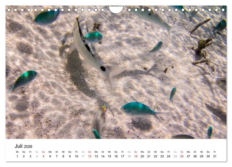 Produktbild: Unterwasserwelt der Malediven III (Wandkalender 2026 DIN A4 quer), CALVENDO Monatskalender