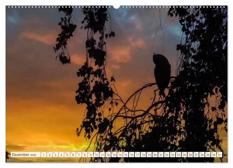 Produktbild: Eulen in Franken (hochwertiger Premium Wandkalender 2026 DIN A2 quer), Kunstdruck in Hochglanz