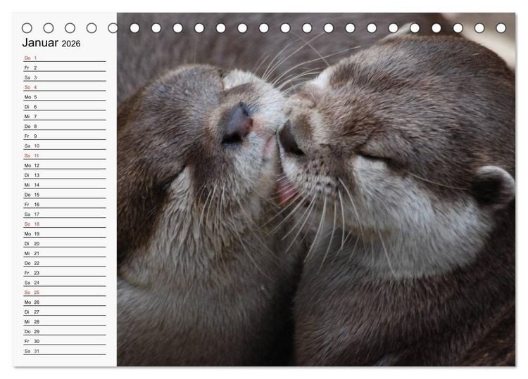 Produktbild: Seehunde und Otter. Putzige Gesellen, perfekte Schwimmer (Tischkalender 2026 DIN A5 quer), CALVENDO Monatskalender