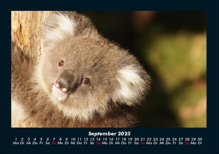 Produktbild: Koala 2025 Fotokalender DIN A4