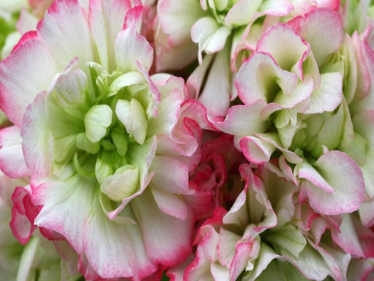 Produktbild: CALVENDO Puzzle Pelargonie Rosebud Appleblossom | 1000 Teile Lege-Gr&ouml;&szlig;e 64x48cm Foto-Puzzle f&uuml;r gl&uuml;ckliche Stunden