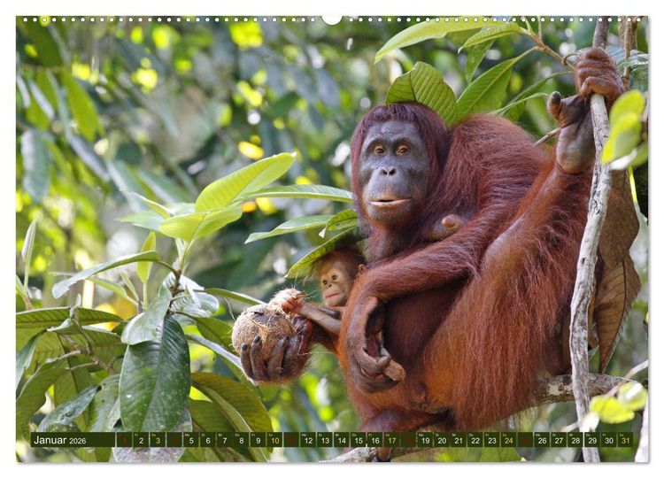 Produktbild: Borneo - Tierparadies Regenwald (hochwertiger Premium Wandkalender 2026 DIN A2 quer), Kunstdruck in Hochglanz