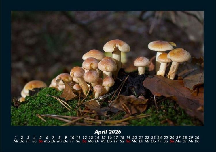Produktbild: Pilzkalender 2026 Fotokalender DIN A4