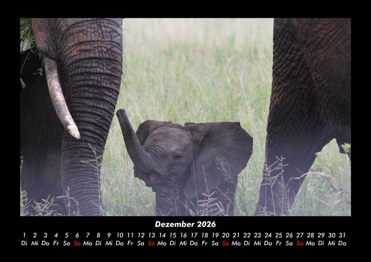 Produktbild: Elefanten - Die sanften Riesen Afrikas 2026 Fotokalender DIN A3