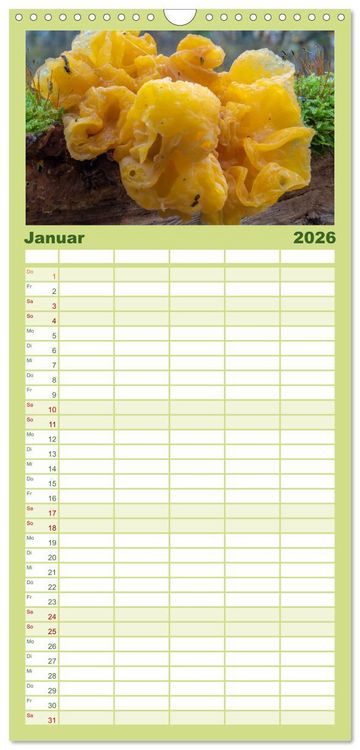 Produktbild: Familienplaner 2026 - Pilze in den Herbstw&auml;ldern mit 5 Spalten (Wandkalender, 21 x 45 cm) CALVENDO