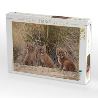 Produktbild: CALVENDO Puzzle 3 kleine Karakale | 1000 Teile Lege-Gr&ouml;&szlig;e 64x48cm Foto-Puzzle f&uuml;r gl&uuml;ckliche Stunden