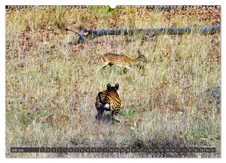 Produktbild: Tiere Indiens close up (hochwertiger Premium Wandkalender 2026 DIN A2 quer), Kunstdruck in Hochglanz