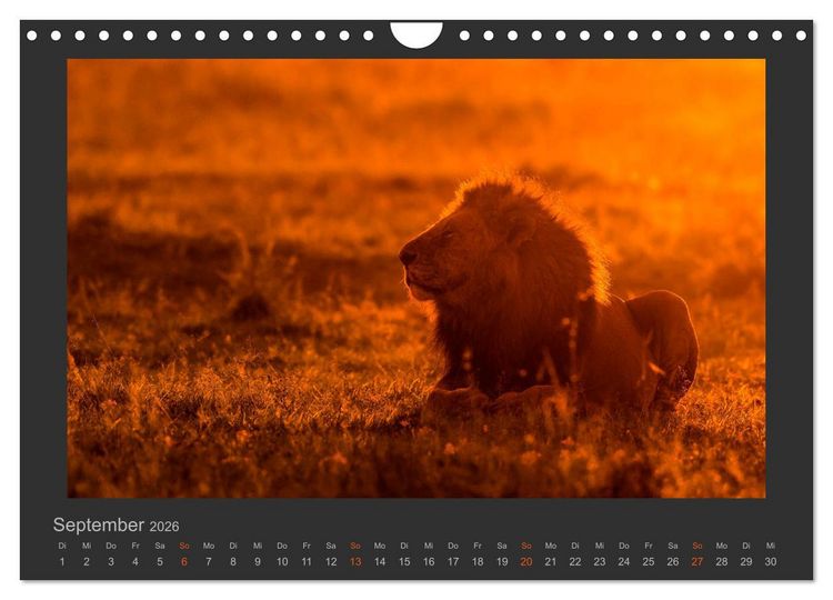 Produktbild: L&ouml;wen Wildlife-Fotografien (Wandkalender 2026 DIN A4 quer), CALVENDO Monatskalender