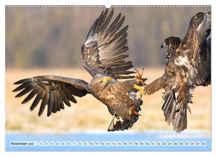 Produktbild: Majest&auml;tische Seeadler (Wandkalender 2026 DIN A2 quer), CALVENDO Monatskalender