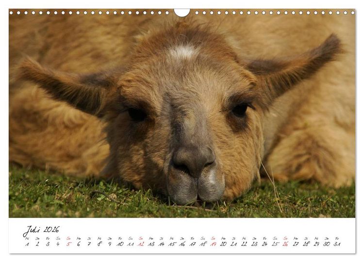 Produktbild: DIE LAMAS VON DER LAHN (Wandkalender 2026 DIN A3 quer), CALVENDO Monatskalender