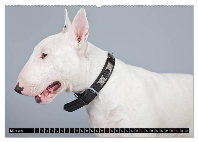 Produktbild: Pit Bull und Co. - Geliebt, gef&uuml;rchtet, missverstanden (hochwertiger Premium Wandkalender 2026 DIN A2 quer), Kunstdruck in Hochglanz