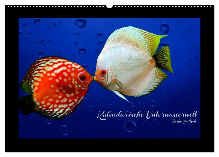 Produktbild: Kalendarische Unterwasserwelt (Wandkalender 2026 DIN A2 quer), CALVENDO Monatskalender
