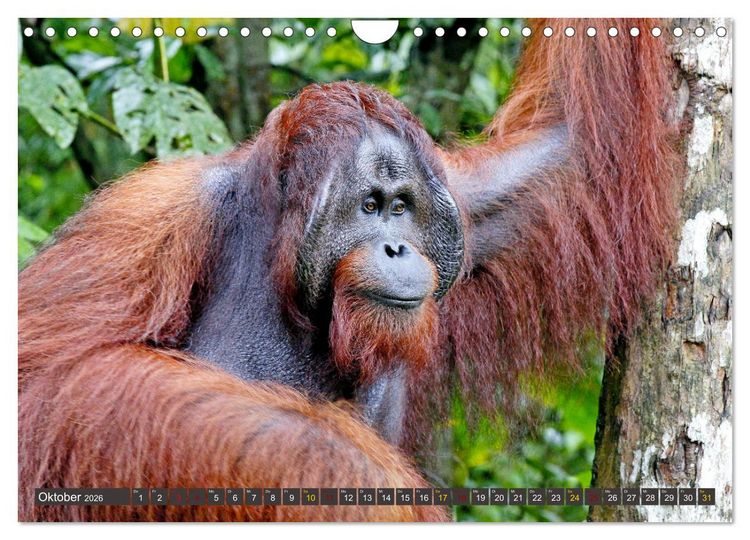 Produktbild: Waldmenschen - Orang Utans auf Borneo (Wandkalender 2026 DIN A4 quer), CALVENDO Monatskalender
