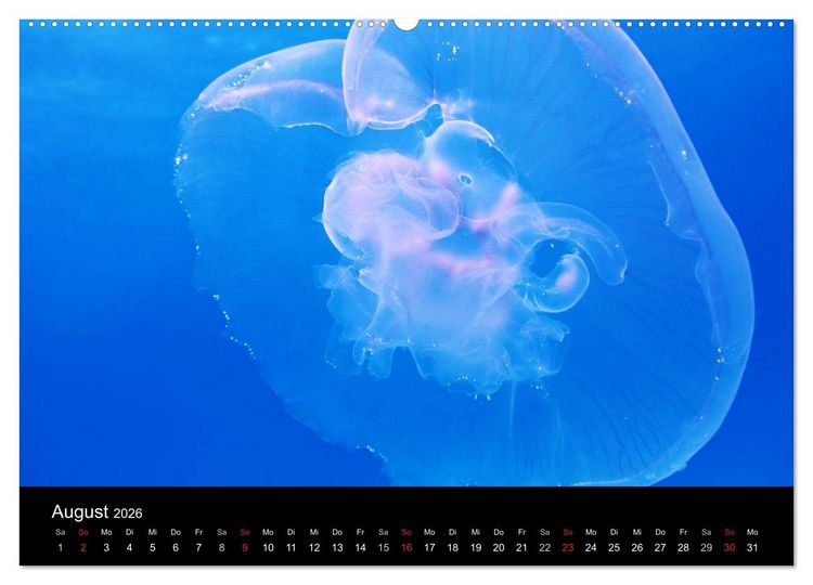 Produktbild: Quallen &bull; &Auml;therische Wunderwesen (hochwertiger Premium Wandkalender 2026 DIN A2 quer), Kunstdruck in Hochglanz