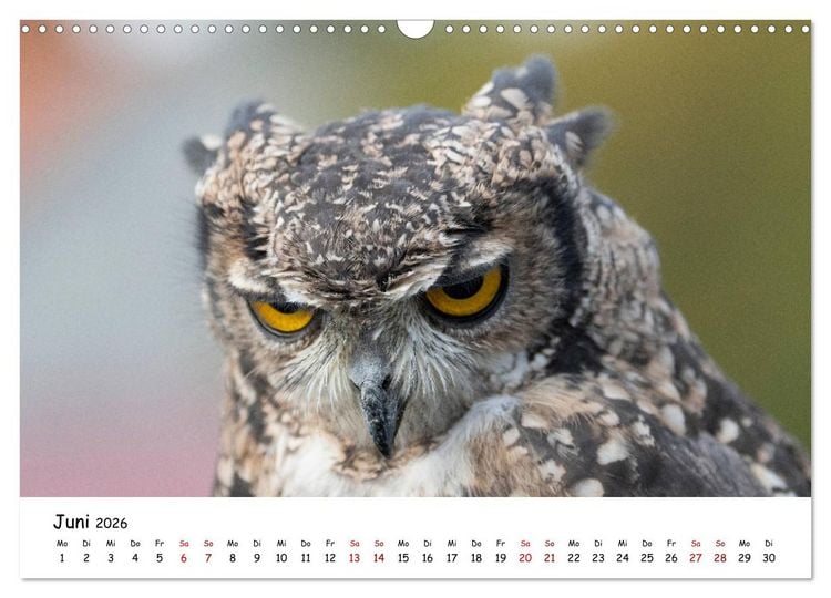 Produktbild: Eulen 2026 (Wandkalender 2026 DIN A3 quer), CALVENDO Monatskalender