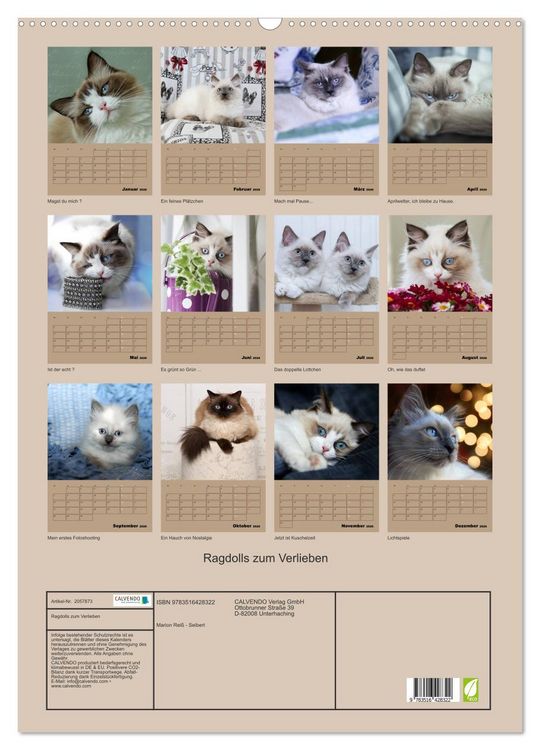 Produktbild: Ragdolls zum Verlieben (Wandkalender 2026 DIN A2 hoch), CALVENDO Monatskalender