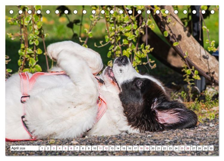 Produktbild: Traumhund Landseer (Tischkalender 2026 DIN A5 quer), CALVENDO Monatskalender