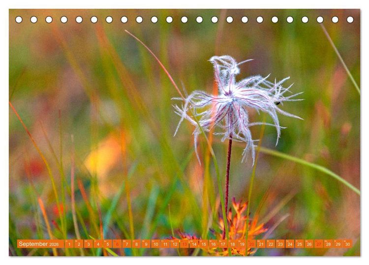 Produktbild: Meine sch&ouml;nsten Alpenblumen (Tischkalender 2026 DIN A5 quer), CALVENDO Monatskalender
