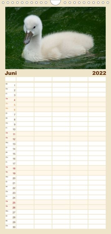 Produktbild: Das faszinierende Leben der Schw&auml;ne - Familienplaner hoch (Wandkalender 2022 , 21 cm x 45 cm, hoch)