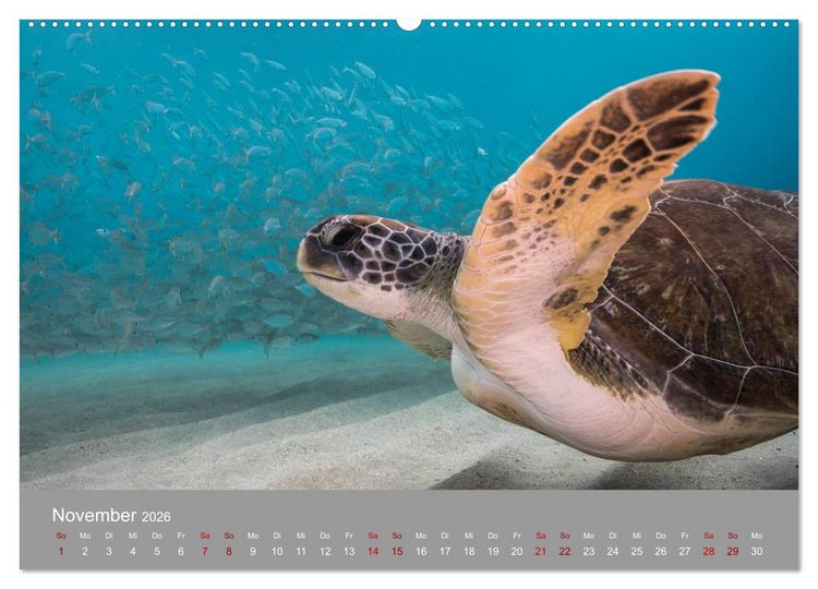 Produktbild: Karibische Meeresschildkr&ouml;ten (hochwertiger Premium Wandkalender 2026 DIN A2 quer), Kunstdruck in Hochglanz