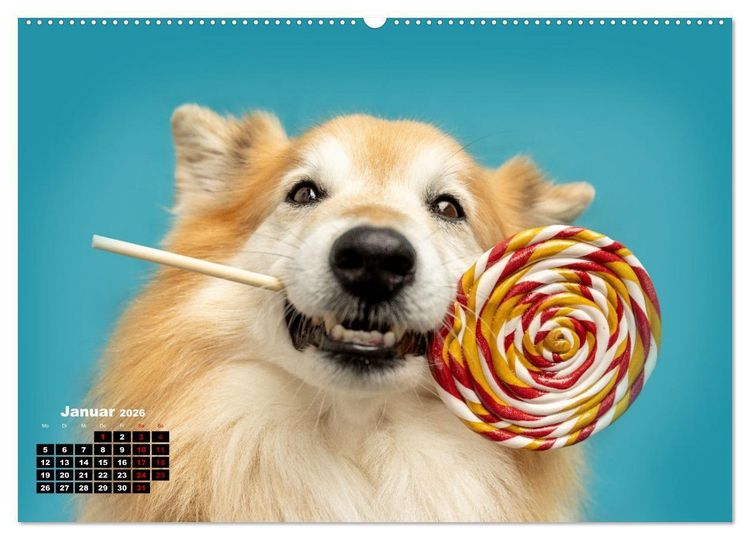 Produktbild: S&uuml;&szlig;e Schnauzen (hochwertiger Premium Wandkalender 2026 DIN A2 quer), Kunstdruck in Hochglanz