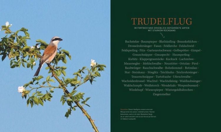 Produktbild: Unsere einzigartige Vogelwelt