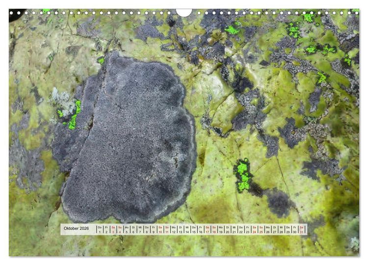 Produktbild: organische Strukturen Abstrakte Formen der Natur (Wandkalender 2026 DIN A3 quer), CALVENDO Monatskalender