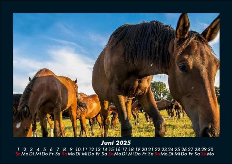 Produktbild: Die Welt der Pferde 2025 Fotokalender DIN A5