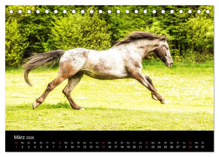 Produktbild: Pferde Tr&auml;ume (Tischkalender 2026 DIN A5 quer), CALVENDO Monatskalender