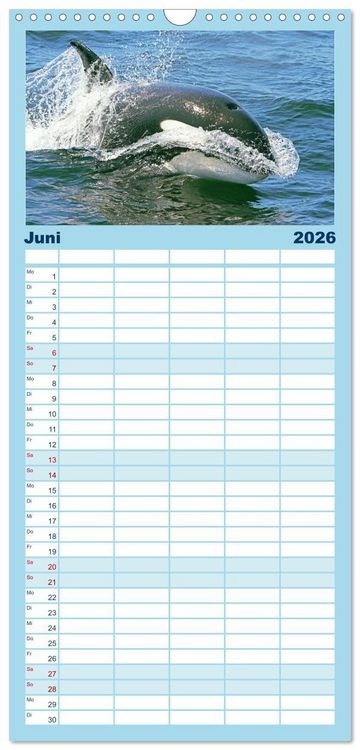 Produktbild: Familienplaner 2026 - Orcas: Schwarz-wei&szlig;e Giganten mit 5 Spalten (Wandkalender, 21 x 45 cm) CALVENDO
