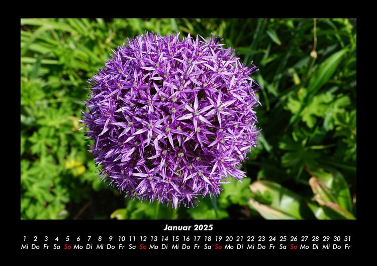 Produktbild: Blumentr&auml;ume 2025 Fotokalender DIN A3
