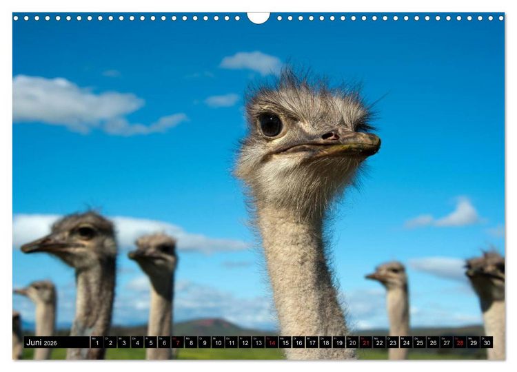 Produktbild: S&uuml;dafrika (Wandkalender 2026 DIN A3 quer), CALVENDO Monatskalender