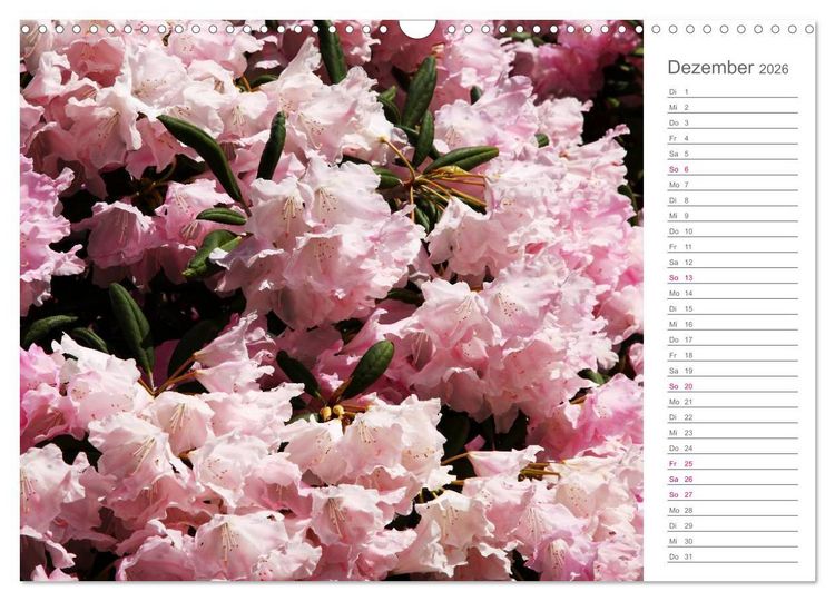 Produktbild: Rhododendron Sch&ouml;nheiten im Garten (Wandkalender 2026 DIN A3 quer), CALVENDO Monatskalender