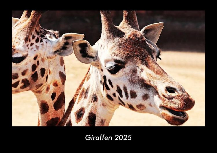 Produktbild: Giraffen 2025 Fotokalender DIN A3