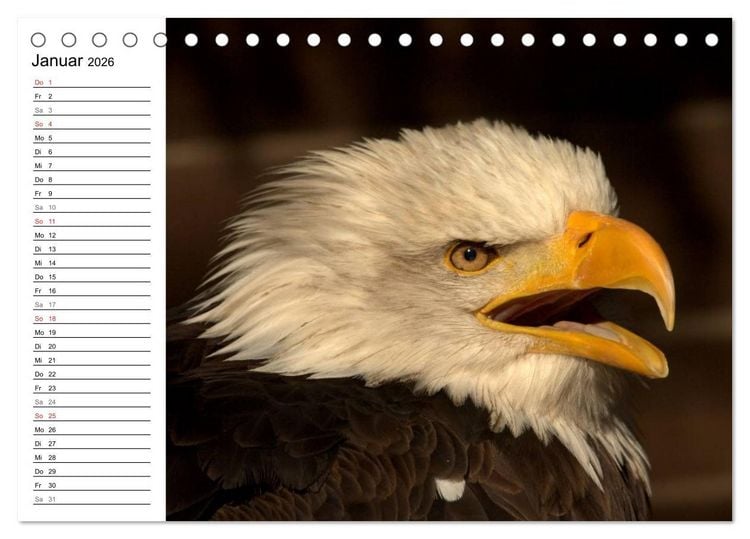 Produktbild: Der Wei&szlig;kopfseeadler (Tischkalender 2026 DIN A5 quer), CALVENDO Monatskalender