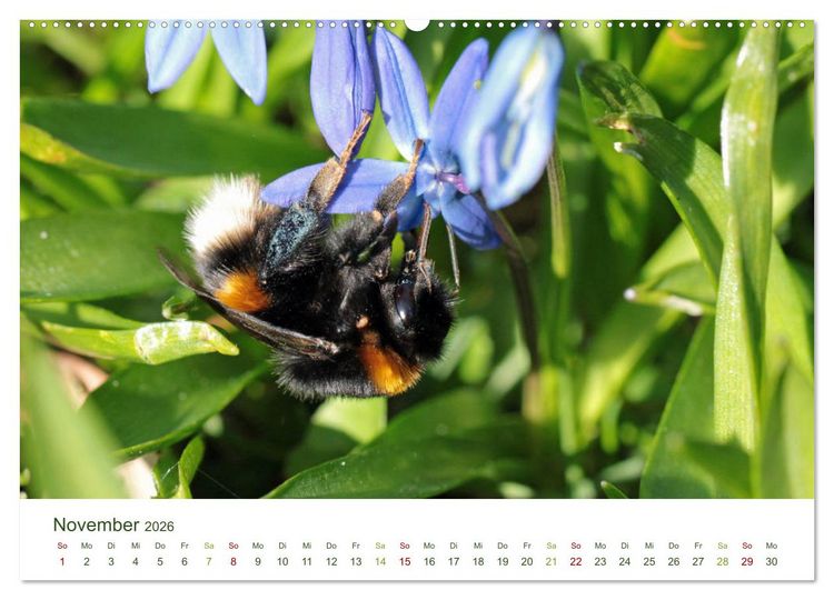 Produktbild: Wildbienen im Garten (hochwertiger Premium Wandkalender 2026 DIN A2 quer), Kunstdruck in Hochglanz