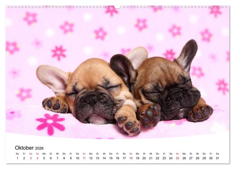 Produktbild: S&uuml;&szlig;e Tr&auml;ume 2026 - schlafende Hundewelpen (hochwertiger Premium Wandkalender 2026 DIN A2 quer), Kunstdruck in Hochglanz