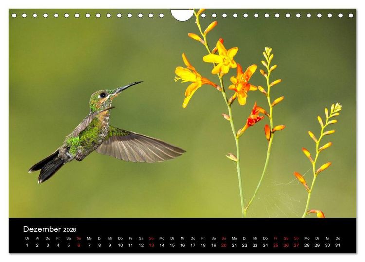 Produktbild: Der Kolibrikalender (Wandkalender 2026 DIN A4 quer), CALVENDO Monatskalender